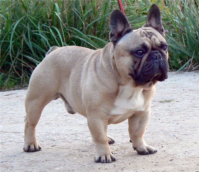 порода собак французский бульдог фото