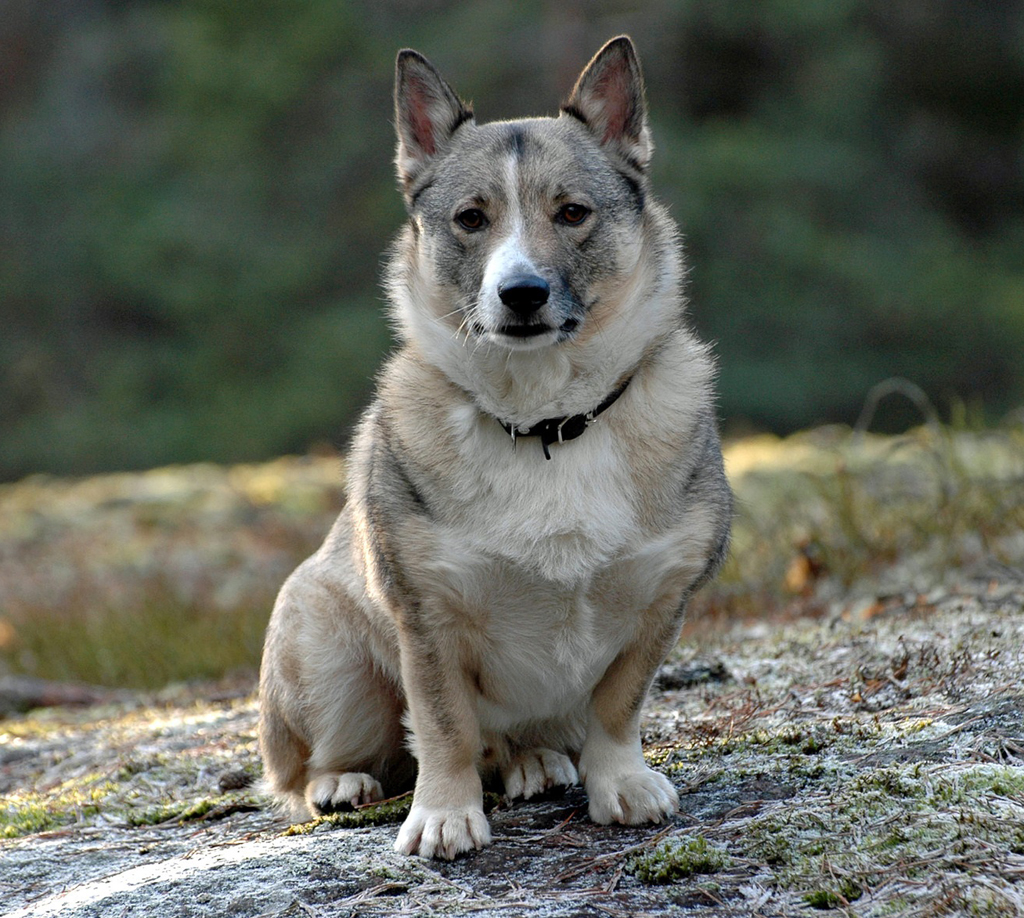 Шведский вальхунд (вестготская собака)