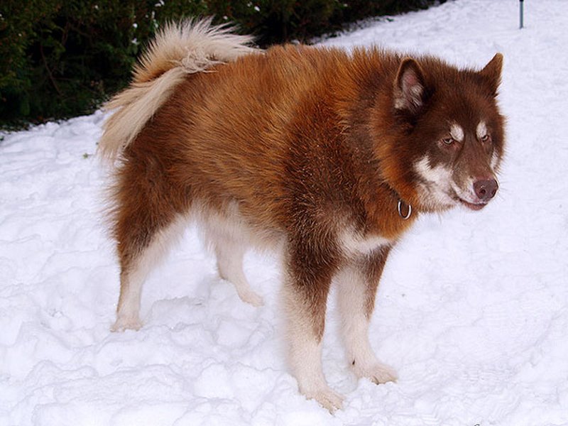 Эскимосская и гренландская собака