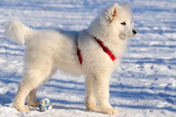 Эскимосская и гренландская собака