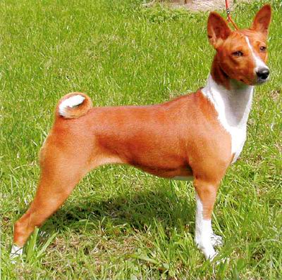 Басенджи (собака Занде, лесная собака из Конго, бонго-терьер, конго-терьер, ньям-ньям-терьер)